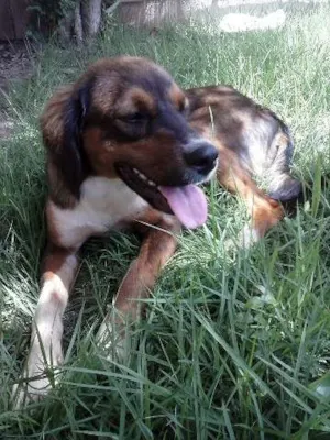 Cachorro raça SRD idade  nome Lindo Cachorrinho