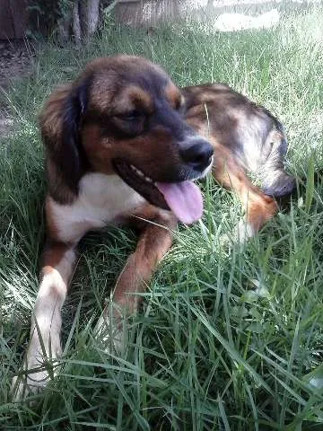Cachorro ra a SRD idade  nome Lindo Cachorrinho