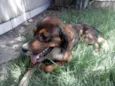Lindo Cachorrinho