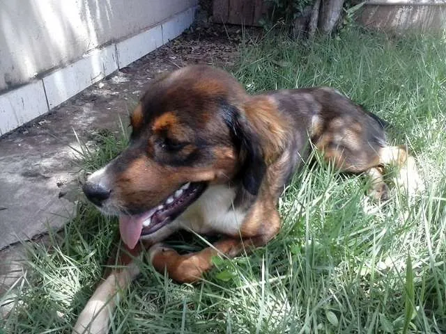 Cachorro ra a SRD idade  nome Lindo Cachorrinho