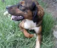 Lindo Cachorrinho