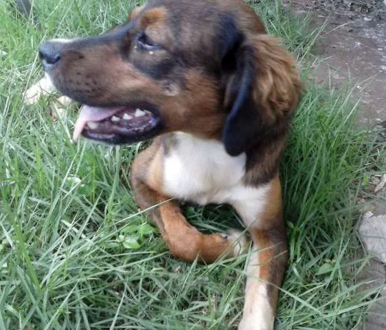 Cachorro ra a SRD idade  nome Lindo Cachorrinho