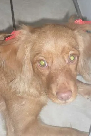 Cachorro raça Cocker idade 2 a 6 meses nome Mel