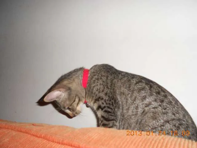 Gato raça srd idade 7 a 11 meses nome Monica