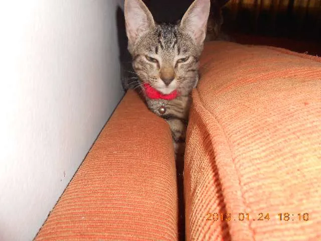 Gato raça srd idade 7 a 11 meses nome Monica