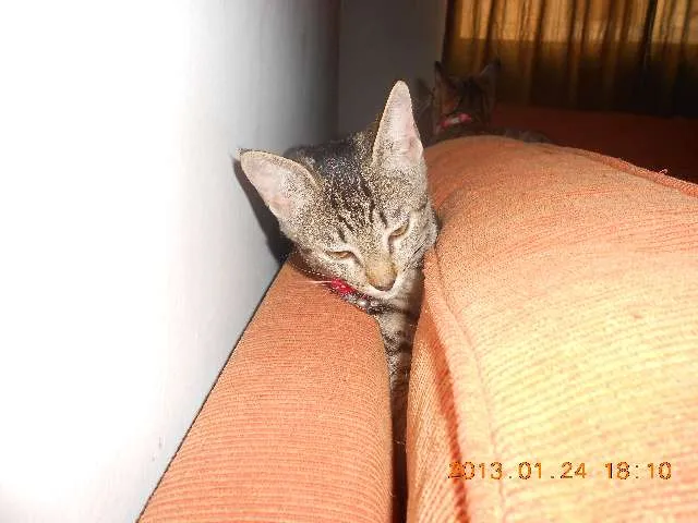 Gato raça srd idade 7 a 11 meses nome Monica