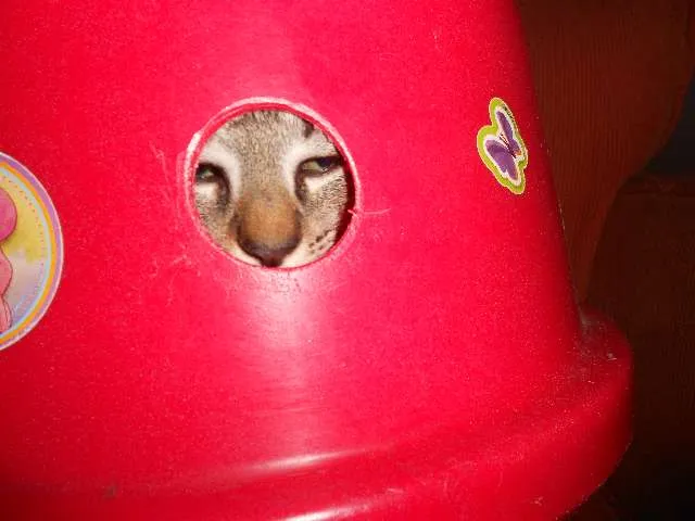 Gato raça srd idade 7 a 11 meses nome Monica