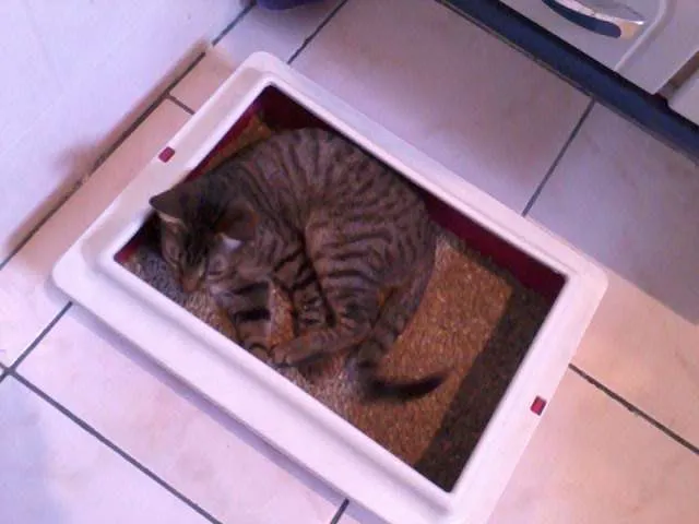 Gato raça srd idade 7 a 11 meses nome Monica