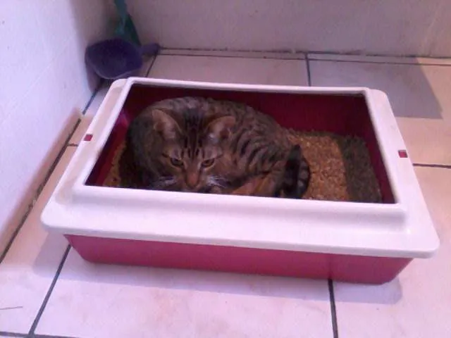 Gato raça srd idade 7 a 11 meses nome Monica