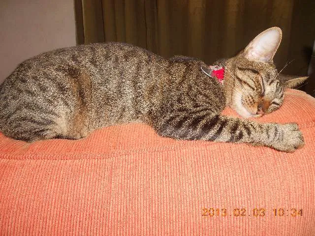 Gato raça srd idade 7 a 11 meses nome Monica