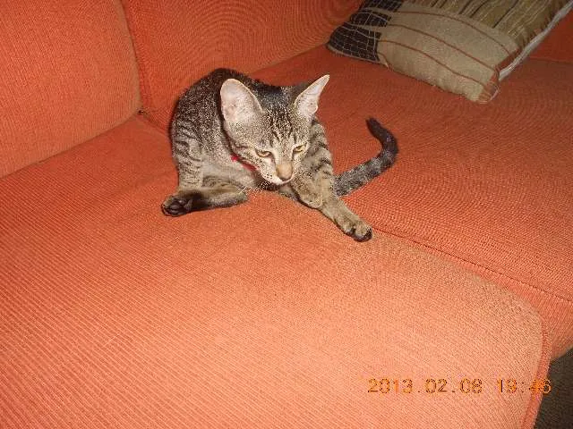 Gato raça srd idade 7 a 11 meses nome Monica
