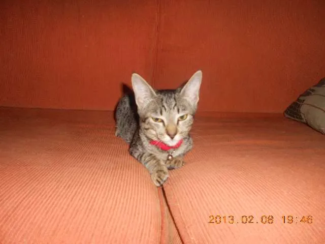 Gato raça srd idade 7 a 11 meses nome Monica