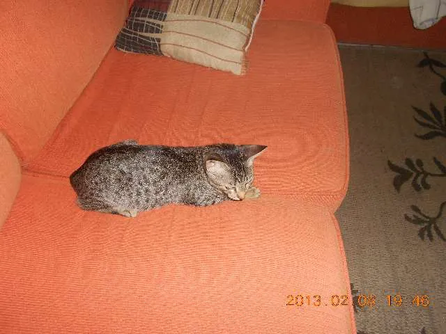 Gato raça srd idade 7 a 11 meses nome Monica