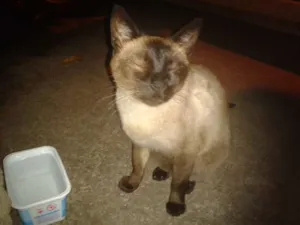 Gato raça siamês idade 2 anos nome sem nome