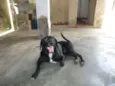 Bongô
