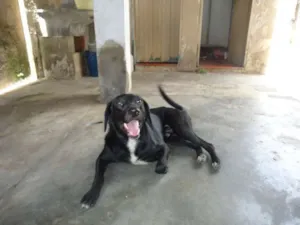 Cachorro raça SRD idade 2 anos nome Bongô
