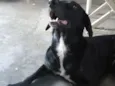 Bongô