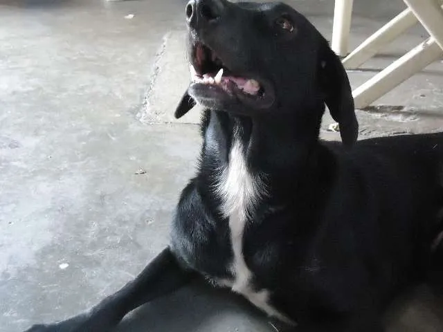 Cachorro ra a SRD idade 2 anos nome Bongô