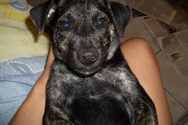 Cachorro ra a Mustangue idade 2 a 6 meses nome Felícia