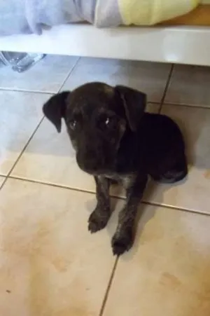 Cachorro raça Mustangue idade 2 a 6 meses nome Felícia