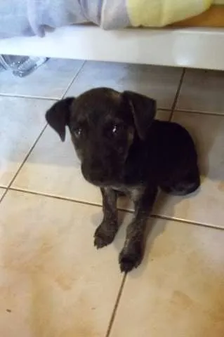Cachorro ra a Mustangue idade 2 a 6 meses nome Felícia