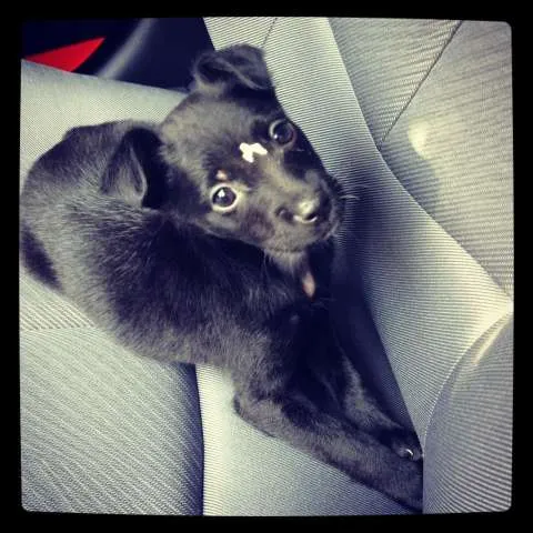 Cachorro ra a vira lata idade 2 a 6 meses nome Cleo