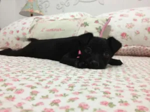 Cachorro raça vira lata idade 2 a 6 meses nome Cleo