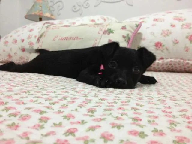 Cachorro ra a vira lata idade 2 a 6 meses nome Cleo