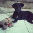 Filó