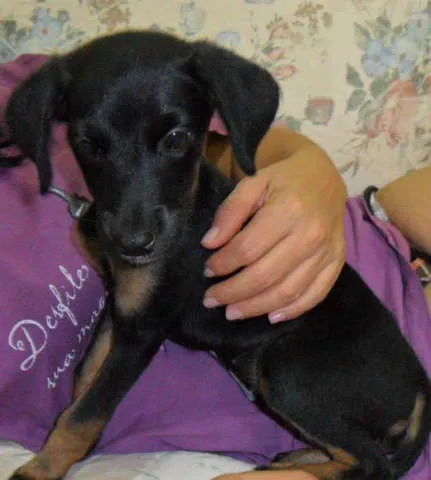 Cachorro ra a Vira-lata idade 7 a 11 meses nome Filó