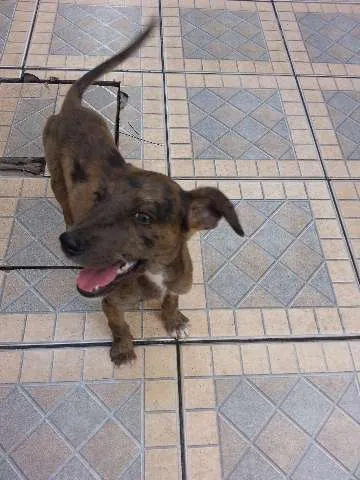Cachorro raça SRD idade 2 a 6 meses nome valente