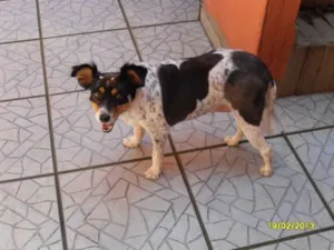 Cachorro raça parece FOX PAULISTINHA idade 3 anos nome chamo de PEQUENA