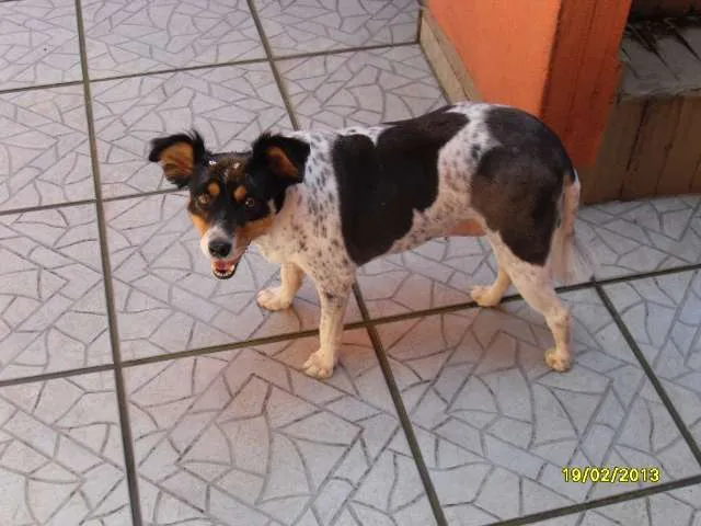 Cachorro ra a parece FOX PAULISTINHA idade 3 anos nome chamo de PEQUENA