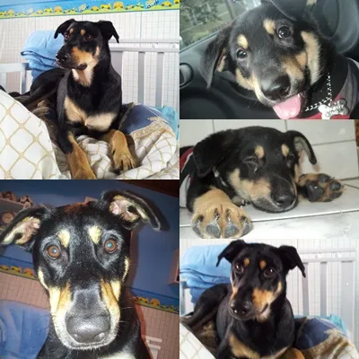 Cachorro ra a SRD idade 2 anos nome THÉO