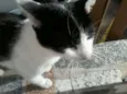 Luan