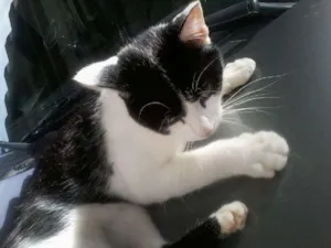 Gato raça SRD idade 2 a 6 meses nome Luan