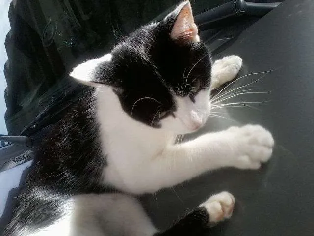 Gato ra a SRD idade 2 a 6 meses nome Luan