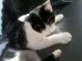 Luan