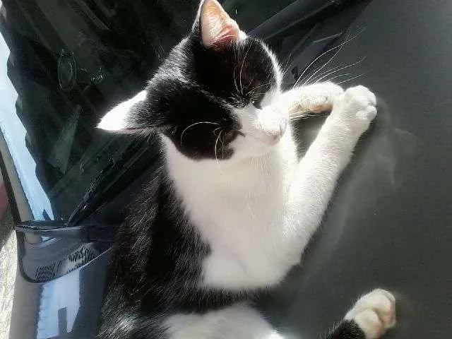Gato ra a SRD idade 2 a 6 meses nome Luan