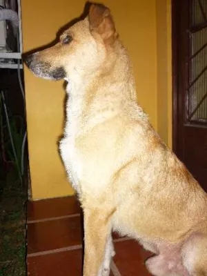 Cachorro raça Collie misturado com Pastor Alemão idade 3 anos nome Scooby GRATIFICA