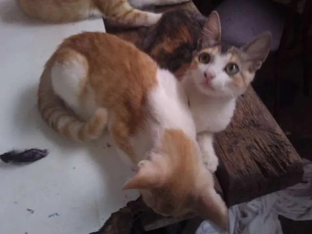 Gato ra a SRD idade 2 a 6 meses nome Sem nomes