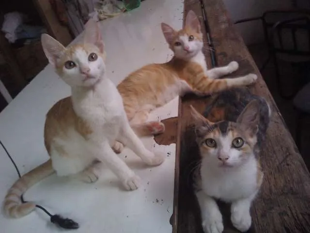 Gato ra a SRD idade 2 a 6 meses nome Sem nomes