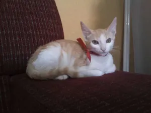 Gato raça SRD idade 2 a 6 meses nome Sem nomes