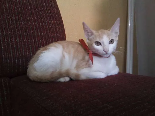 Gato ra a SRD idade 2 a 6 meses nome Sem nomes
