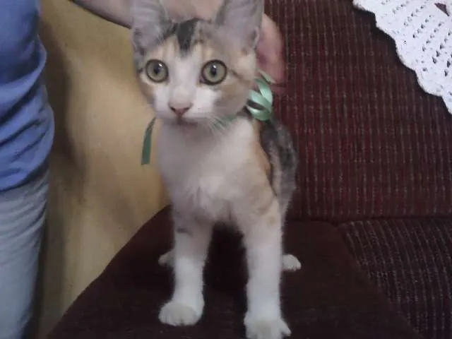 Gato ra a SRD idade 2 a 6 meses nome Sem nomes