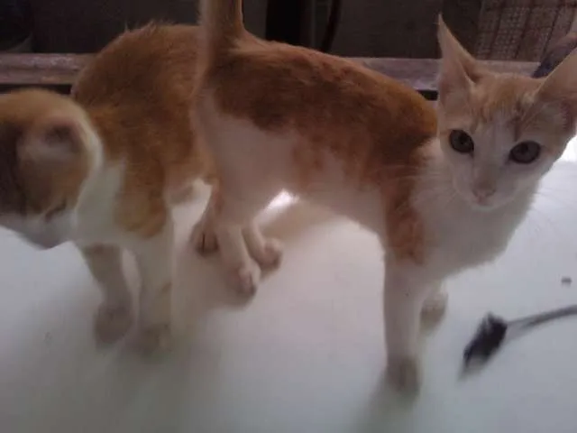 Gato ra a SRD idade 2 a 6 meses nome Sem nomes