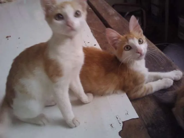 Gato ra a SRD idade 2 a 6 meses nome Sem nomes