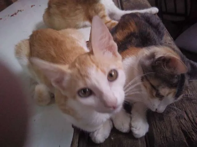 Gato ra a SRD idade 2 a 6 meses nome Sem nomes