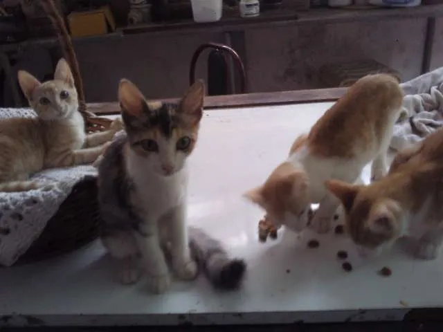 Gato ra a SRD idade 2 a 6 meses nome Sem nomes