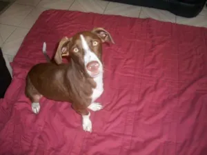 Cachorro raça SRD idade 2 anos nome Bob